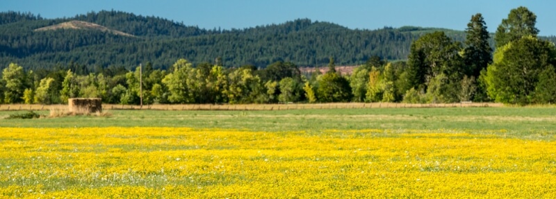 Camas Valley